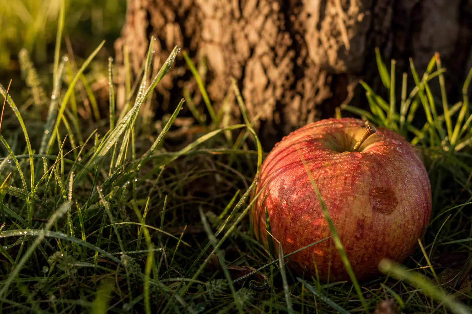 Ein frisch gefallener Apfel liegt im taufeuchten Gras unter einem alten Baum
